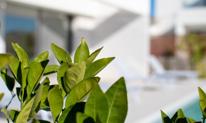 Obra nueva - Villa -
Montesinos